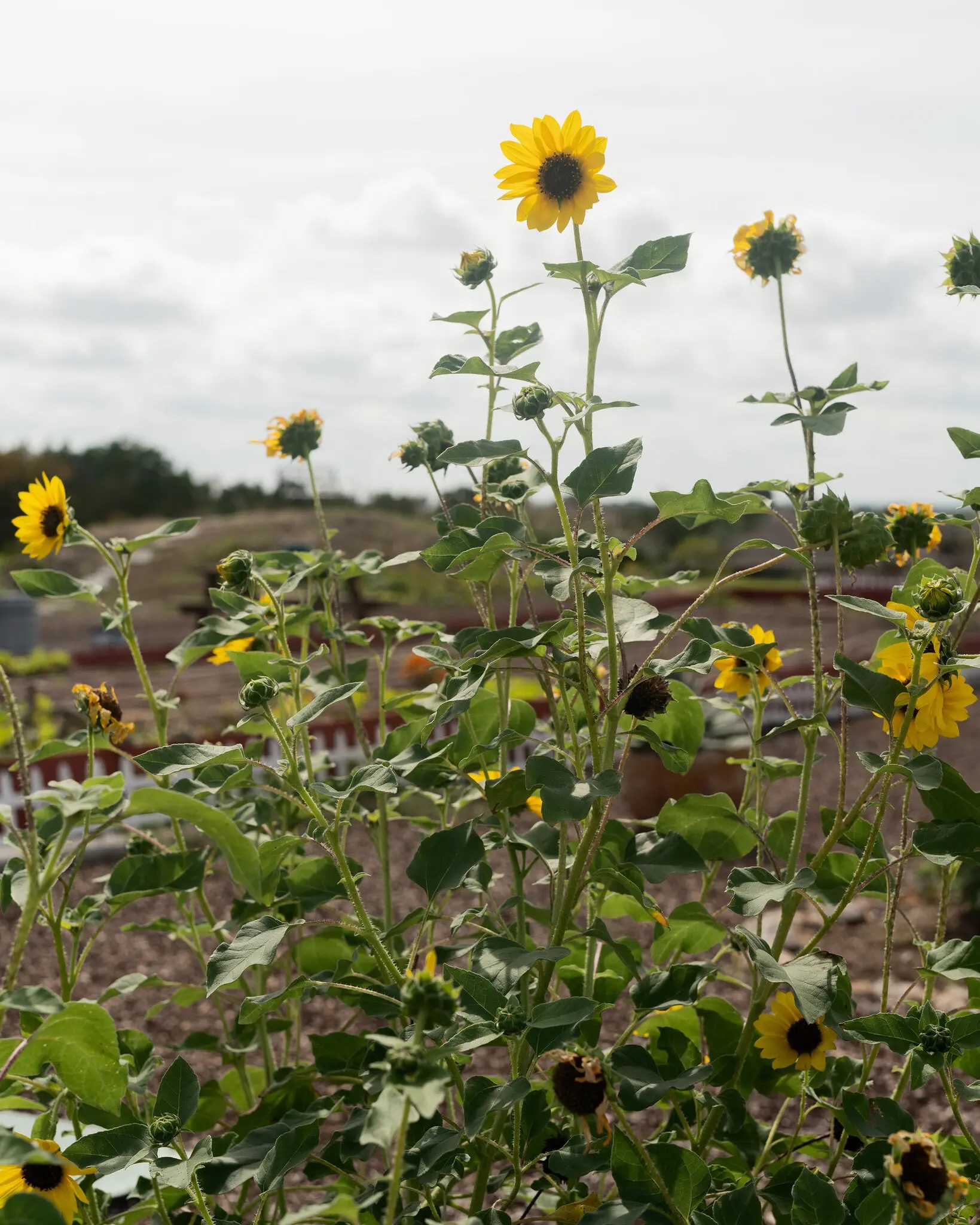 Sunflower